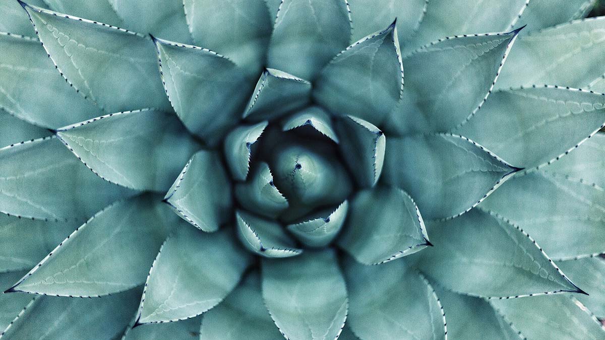 radial balance in photography plant