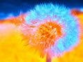 infrared photography dandelion flower