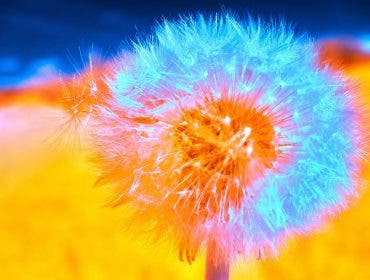infrared photography dandelion flower