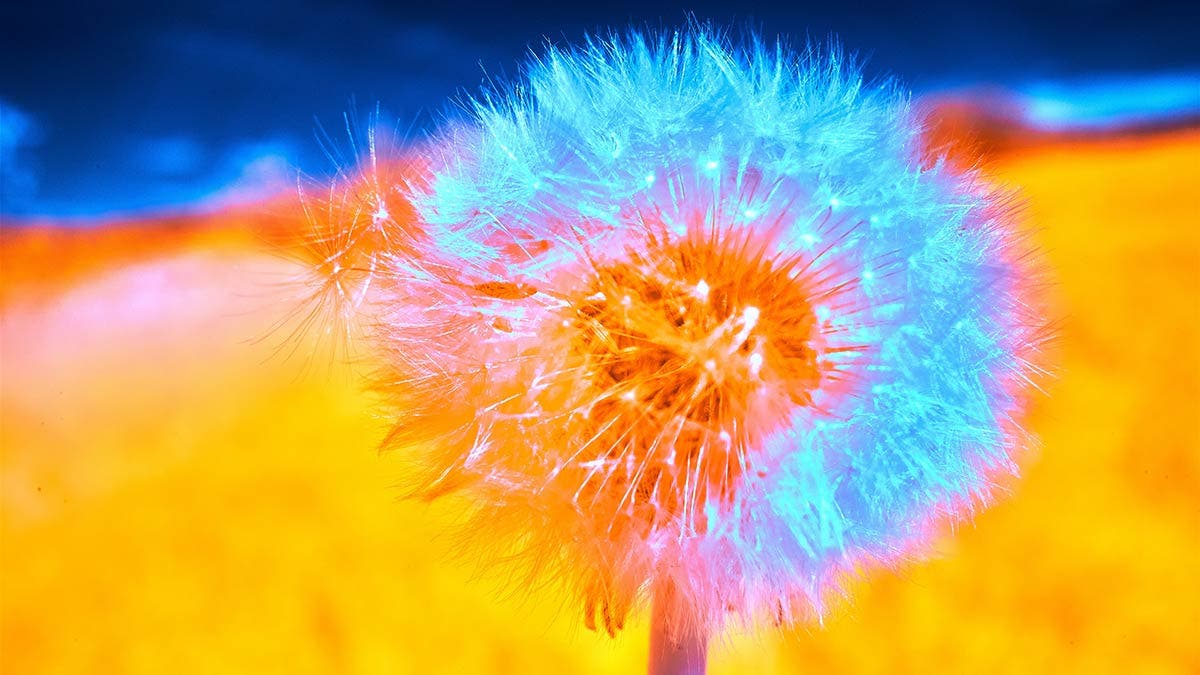 infrared photography dandelion flower