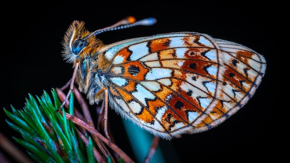 rosario menta Curiosidad How to Pick Continuous LED Light for Macro Photography - 42West