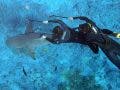 divers with waterproof underwater camera photographing sharks
