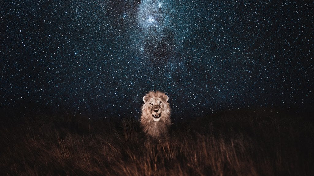 How to Capture Animal Photography at Night