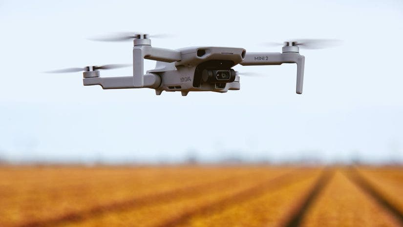 dji mini 2 drone flying over tulips
