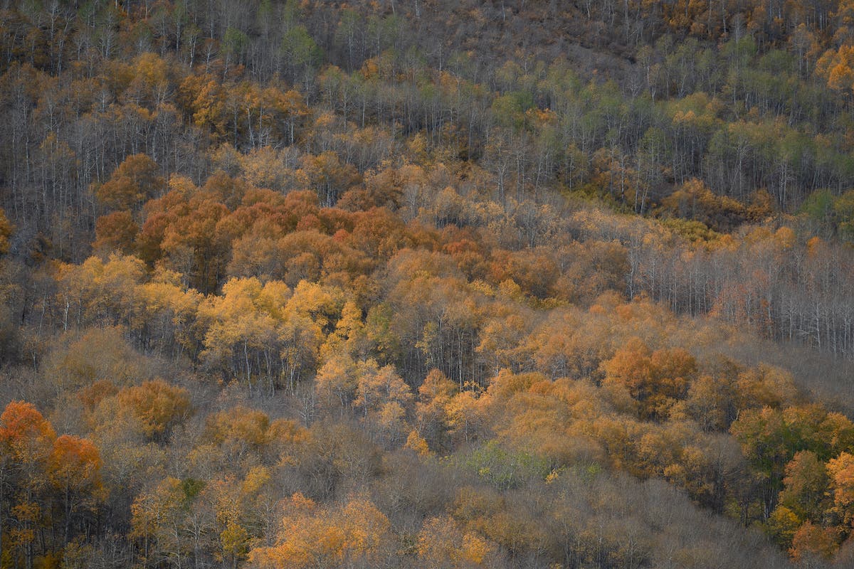 vibrance vs saturation, forest with foliage