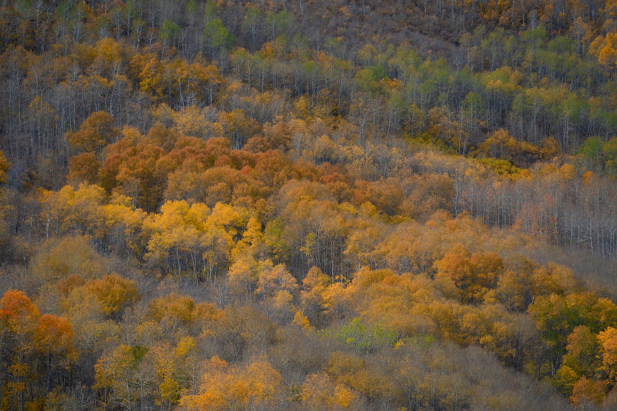 vibrance vs saturation, forest with foliage