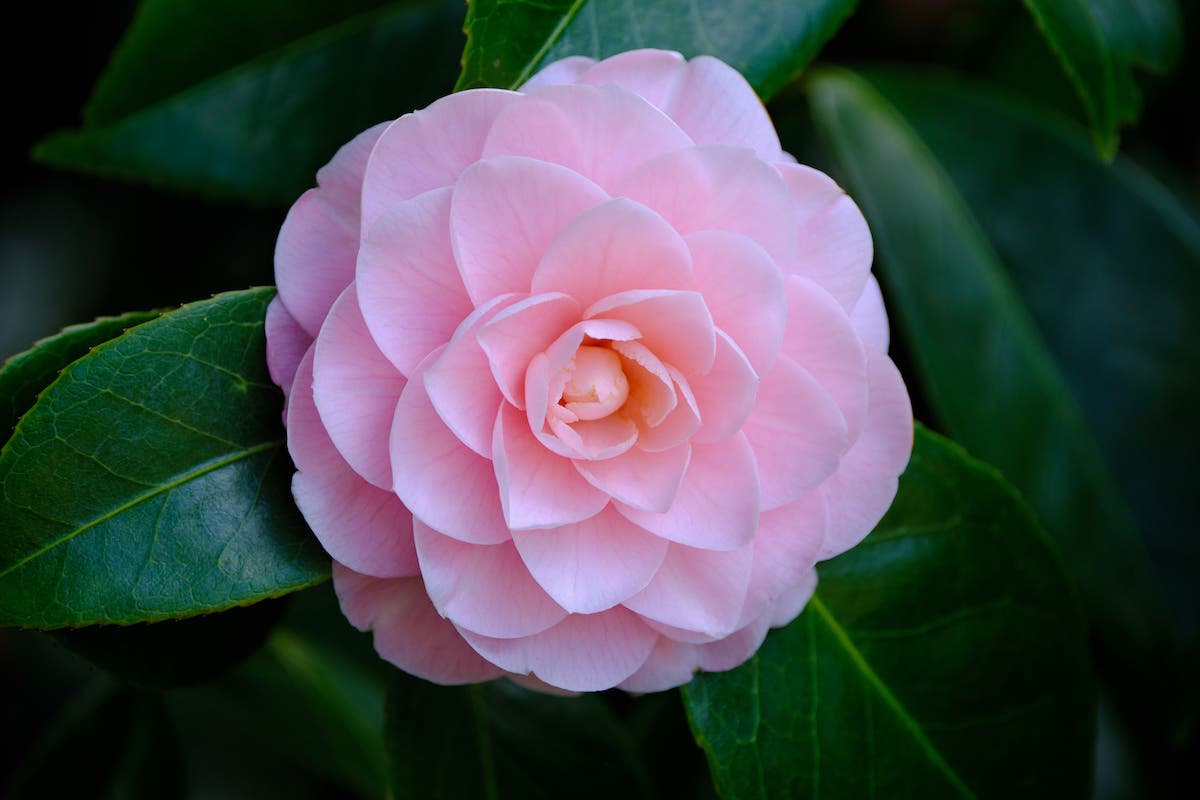 Fujifilm 70-300mm Lens