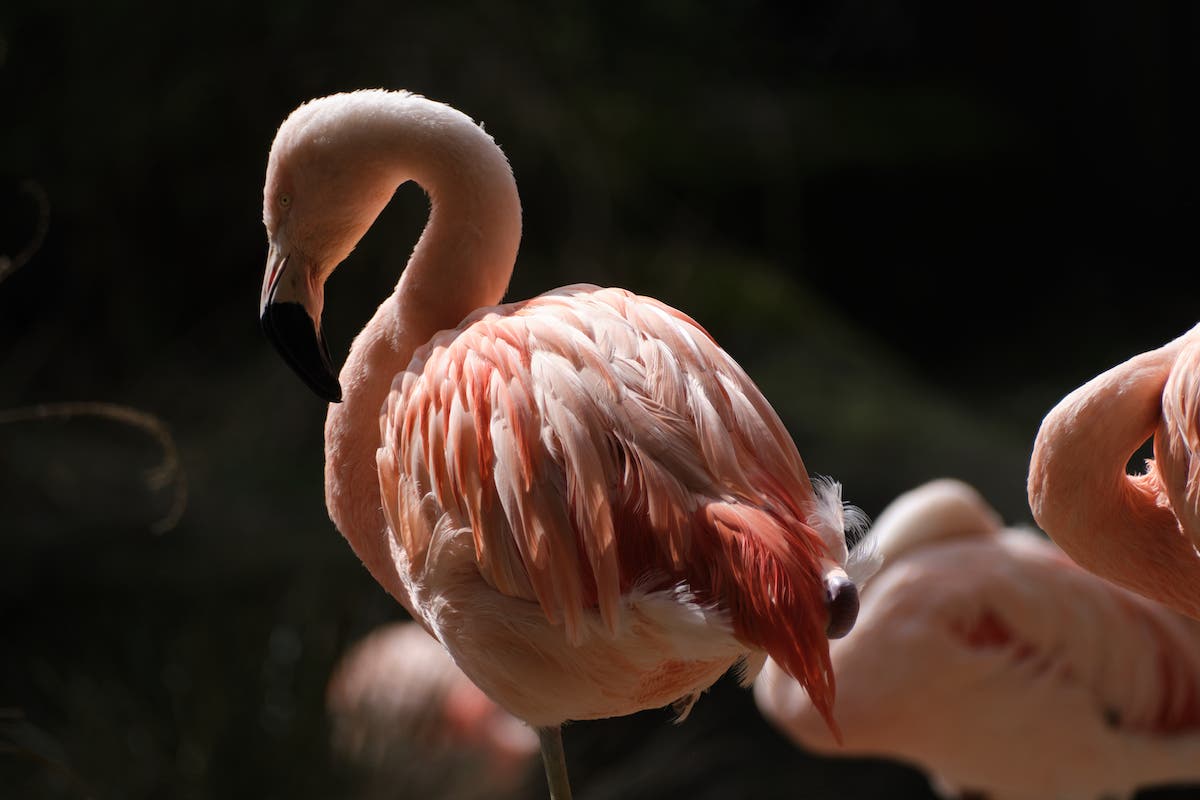 Fujifilm 70-300mm Lens