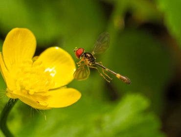 macro garden photography