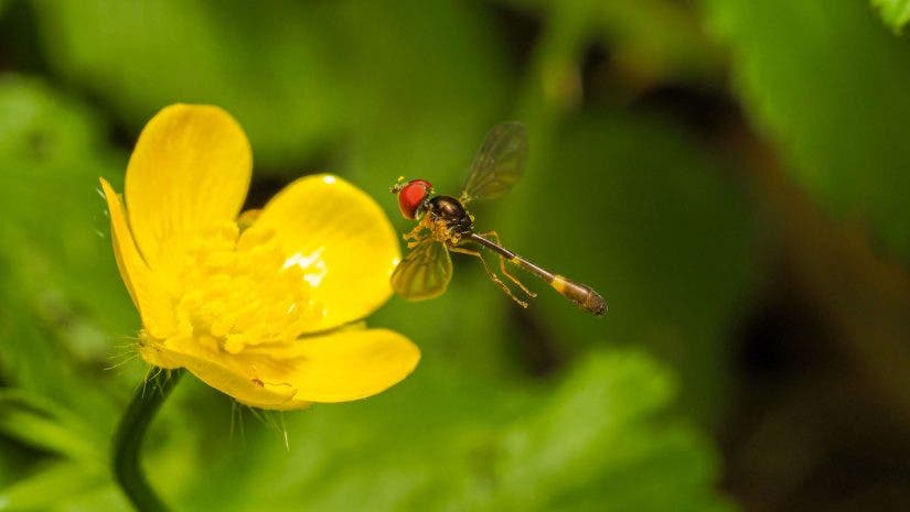 macro garden photography