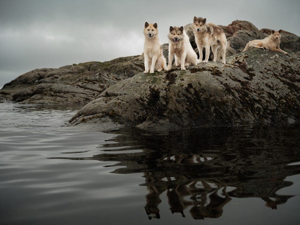 Fabled Lands of the North Lindblad Expedition. Sisimiut lies just north of the Arctic Circle and is the northernmost town in Greenland, where the port remains ice-free in the winter. at the same time, it is the southernmost town in Greenland where it is possible to drive a dogsled in winter and spring. Sisimiut means “the inhabitants at the foxholes”. The town was founded in 1756 as a mission and trading station under the name Holsteinsborg. However, the area has probably been a settlement site for more than 4500 years. In Sisimiut’s old quarter, you can still see buildings from the first 100 years of the colonial period, for instance, in the museum area with the portal built of enormous whale jawbones and the blue church, Greenland’s second oldest, dating back to 1775. Today, the municipality of Sisimiut is Greenland’s second-largest community, with 6000 inhabitants living in the town itself along with the settlements of Kangerlussuaq, Sarfannguaq, and Itilleq. A high-tech factory where prawns and crabs are processed is evidence that fishing continues to be the town’s main industry.