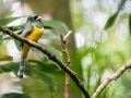 Trogon capture with Tamron 50-400mm