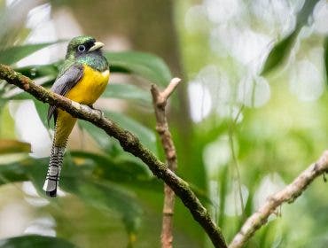 Trogon capture with Tamron 50-400mm
