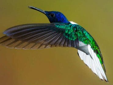 Hummingbird