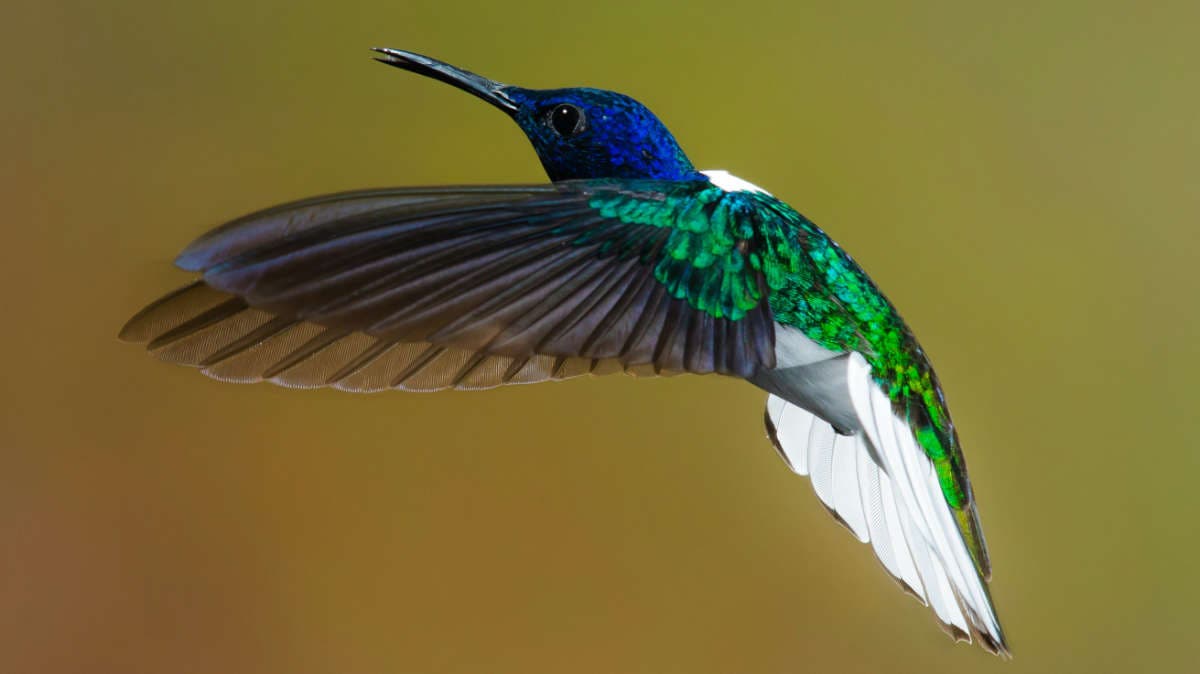 Hummingbird
