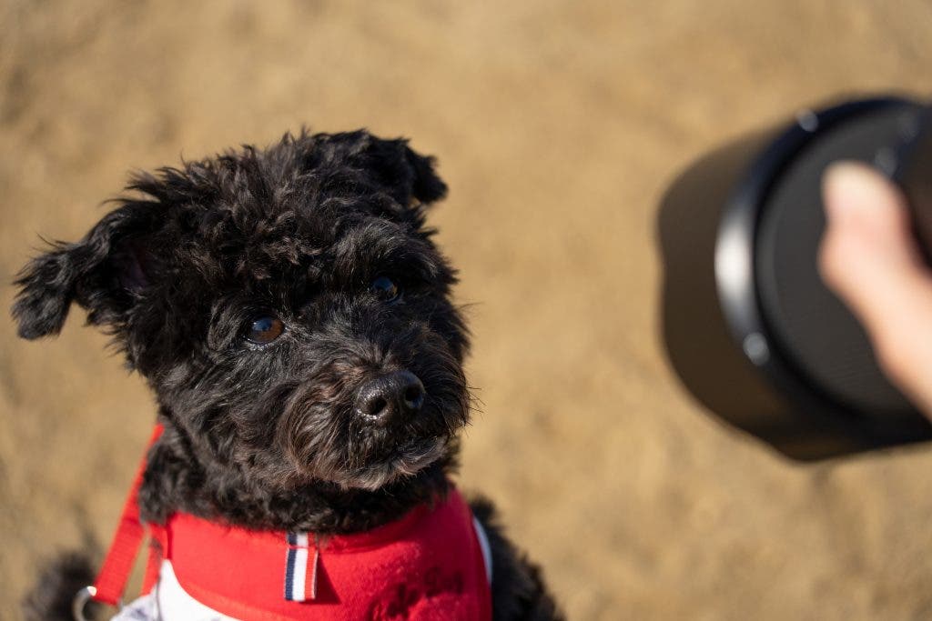portrait of a dog taken by a TAMRON lens