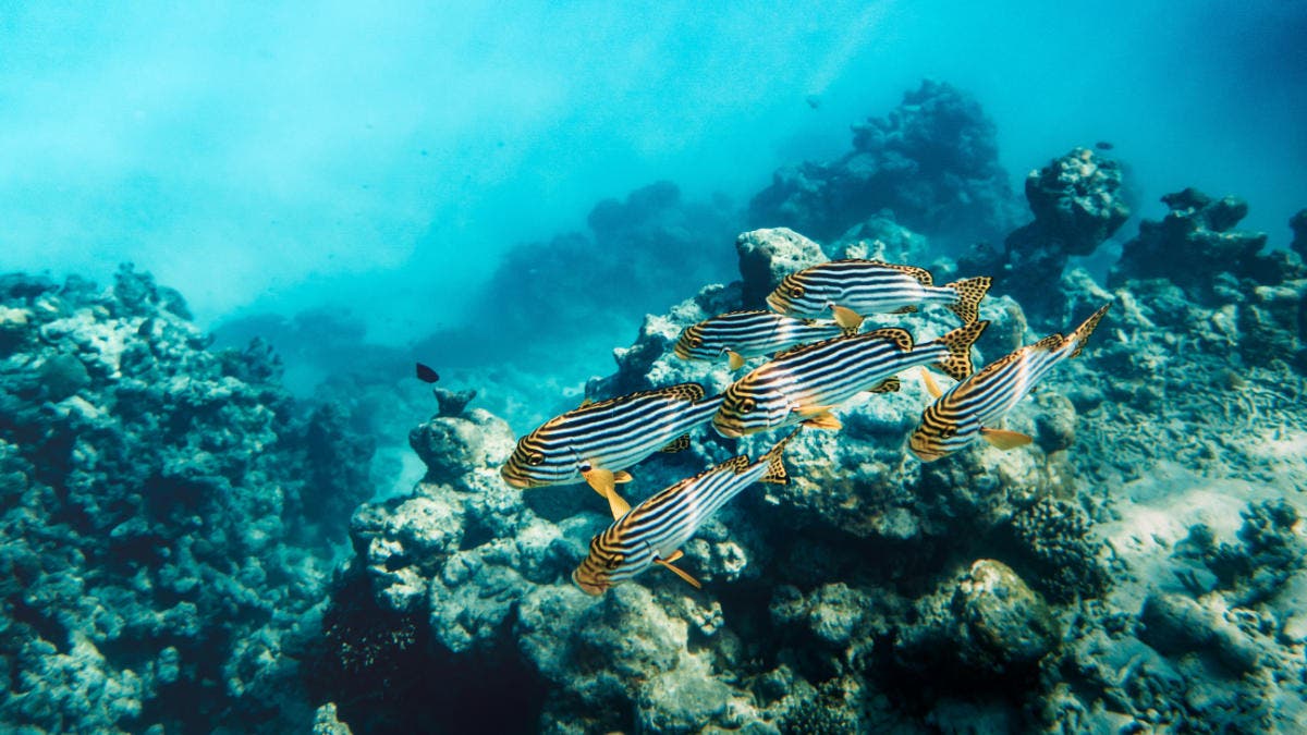 underwater photo of fish