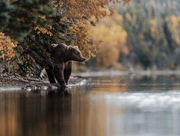 Photographing Brown Bears