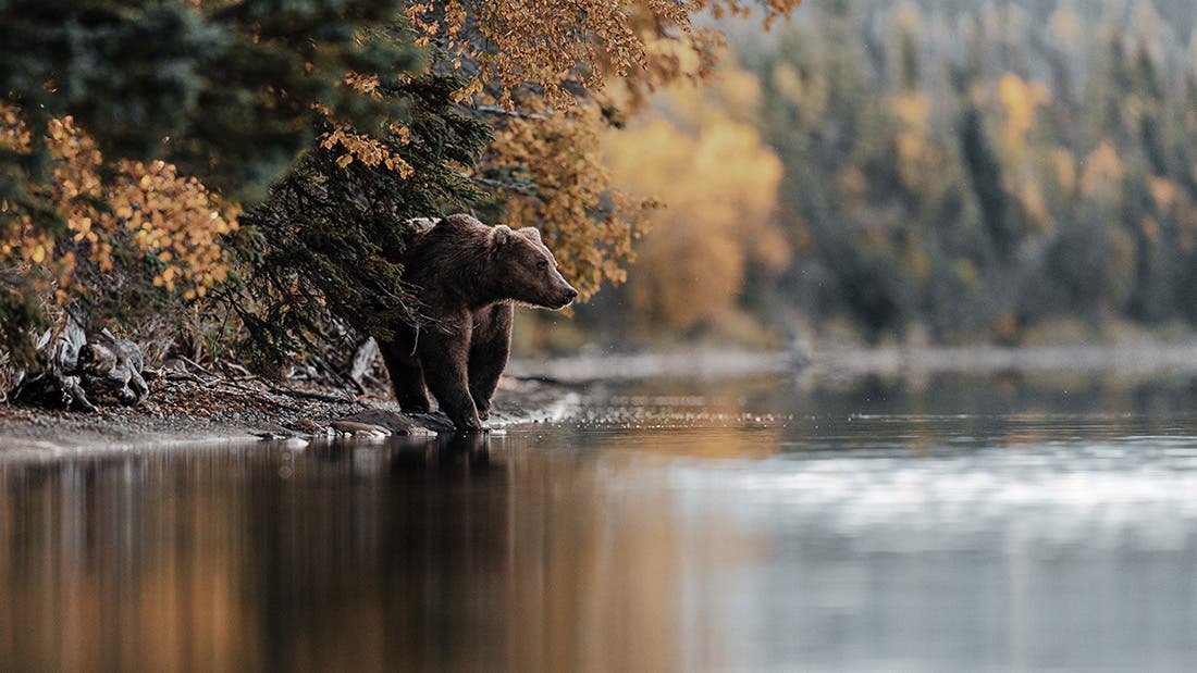 Photographing Brown Bears