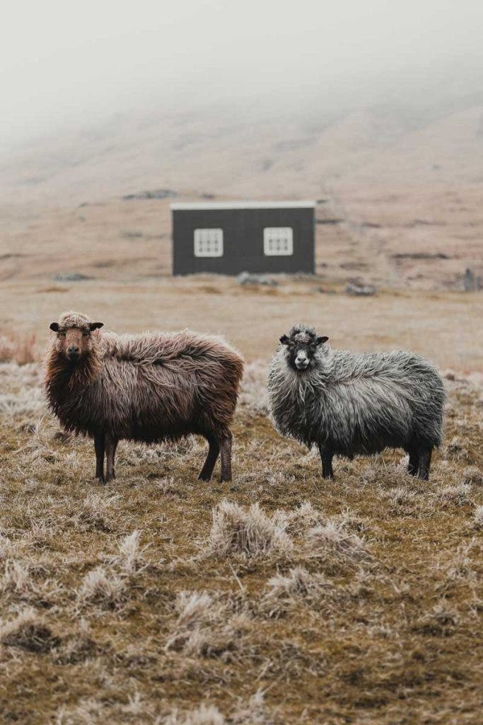 Having the right gear packed for outdoor photography allows you to capture fun images like this one of sheep. 