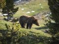 Bear photographed through branches
