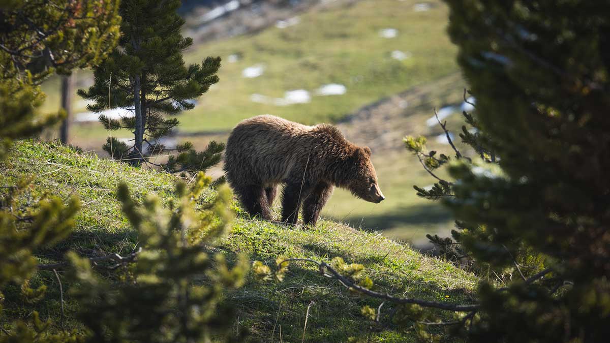 Bear photographed through branches