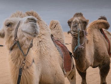 Camels in a golden Spiral
