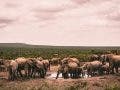 Photograph of elephants in South Africa