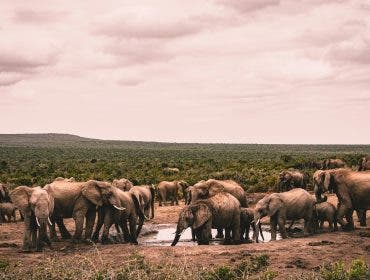 Photograph of elephants in South Africa