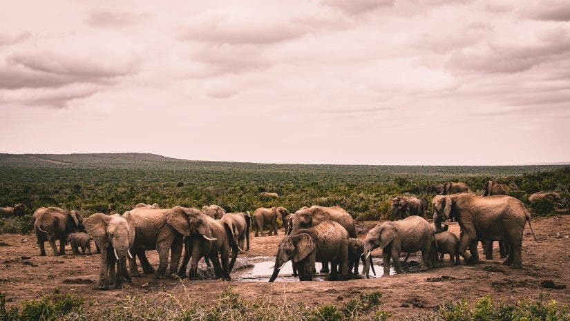 Photograph of elephants in South Africa