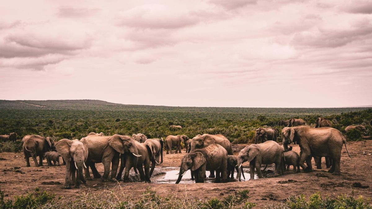 Photograph of elephants in South Africa