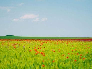 Summer Landscape