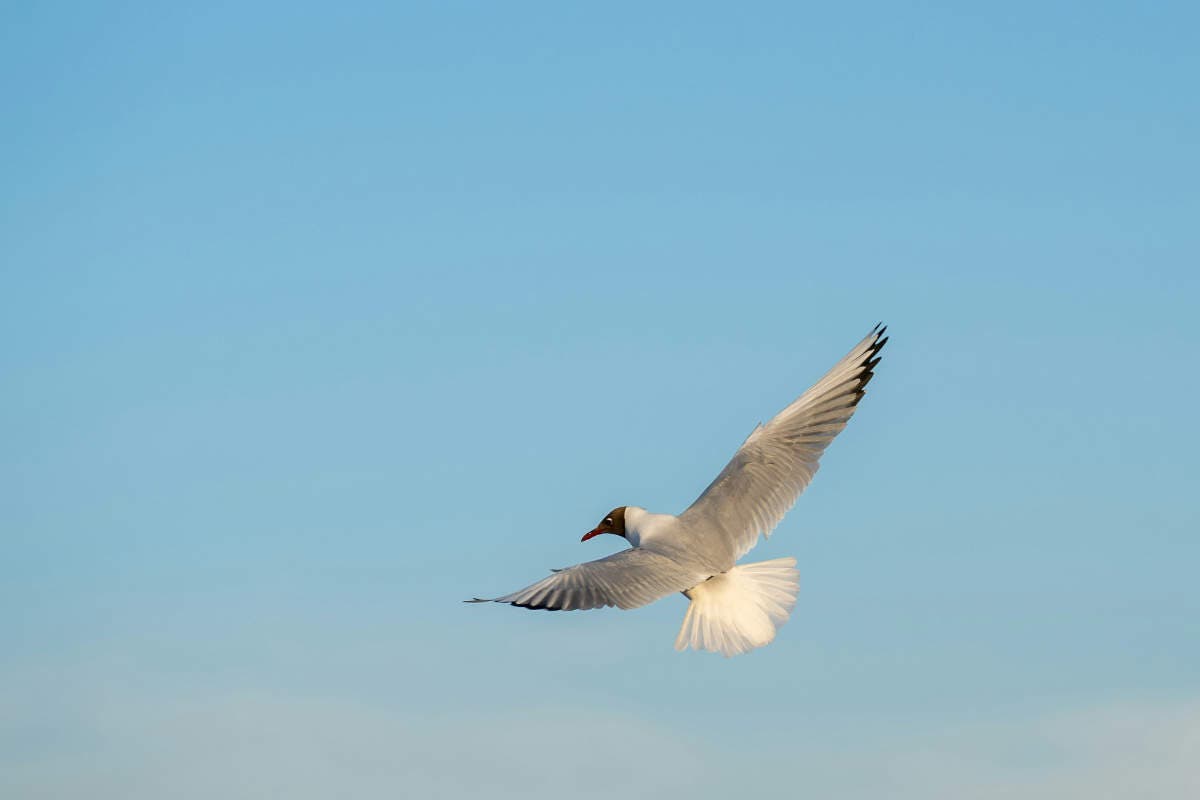 Beginner Bird Photography, Choosing the Right Camera and Lens Combo ...