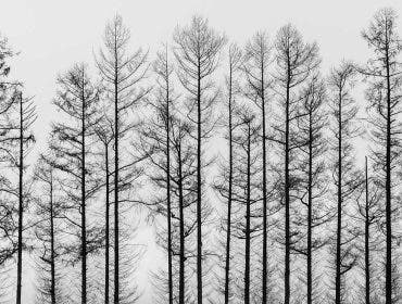 abstract black and white tree in winter season , minimal style