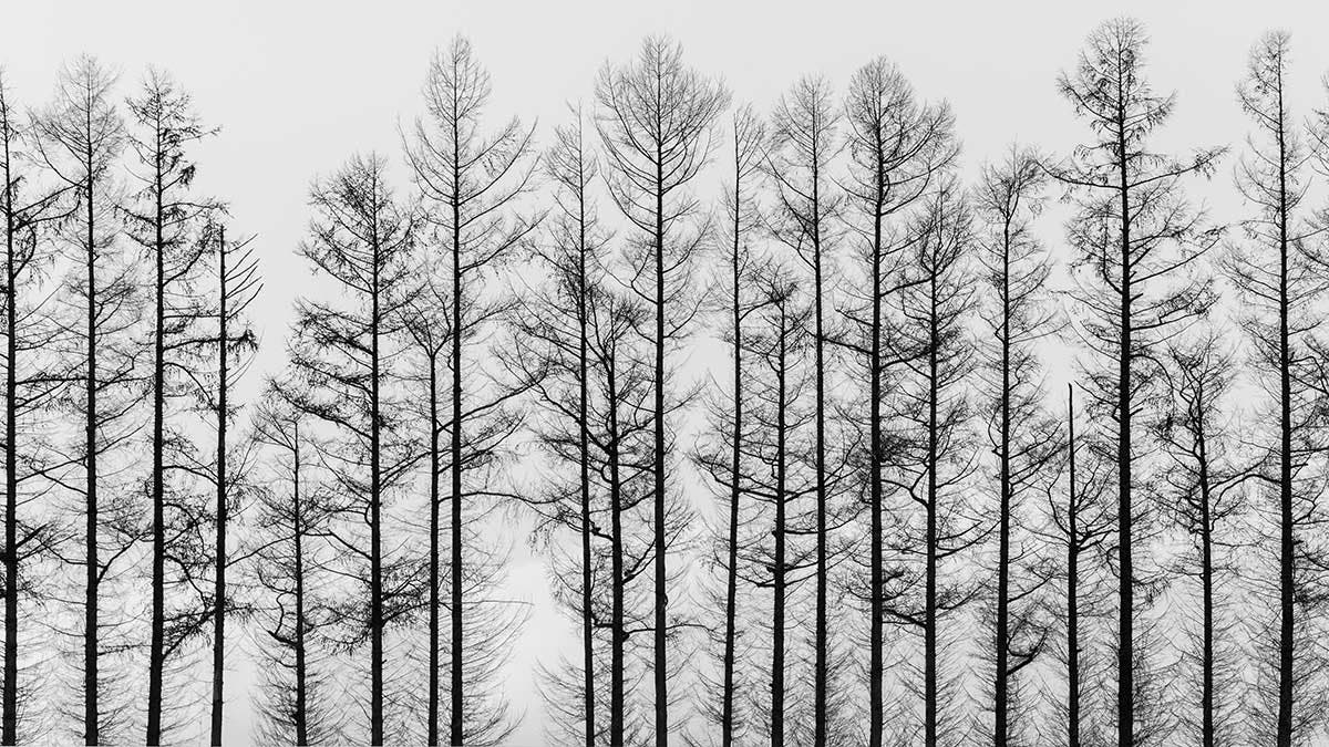 abstract black and white tree in winter season , minimal style