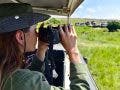 A tourist photographs a wild lion during a safari tour in Kenya and Tanzania. Concept Travel and adventure through wild Africa. A woman with a camera in an open-top safari car is traveling in Africa.