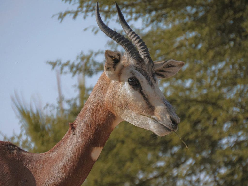 Wildlife shot of a gazelle