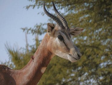 Wildlife shot of a gazelle