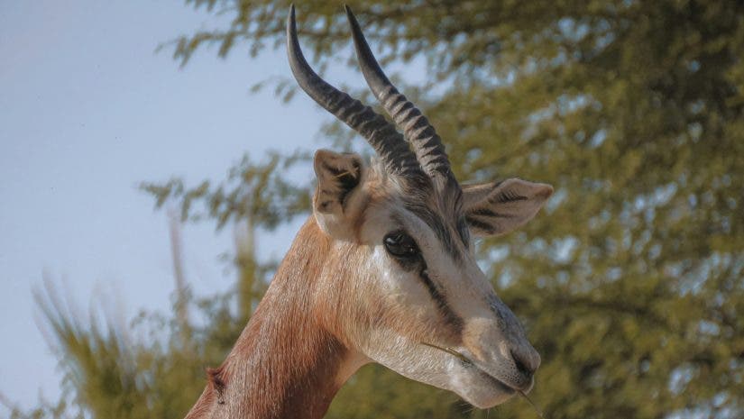 Wildlife shot of a gazelle