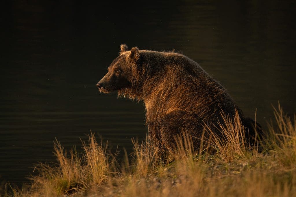 brown bear image taken by mike hillman