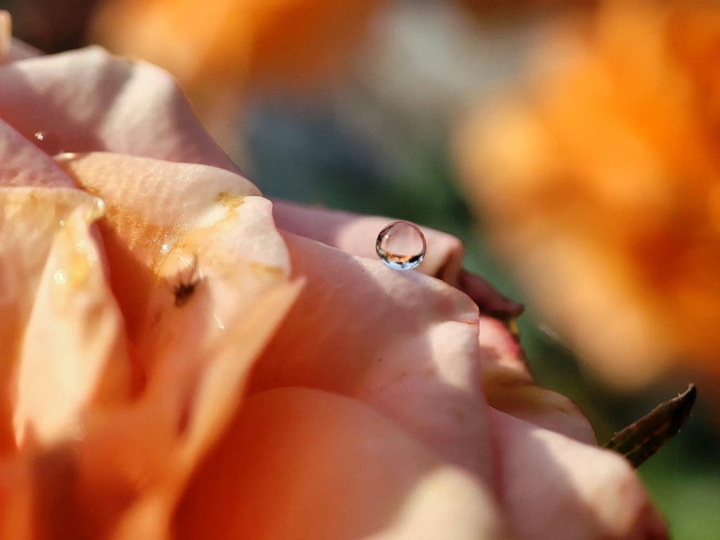 macro photo taken with a specialized macro lens