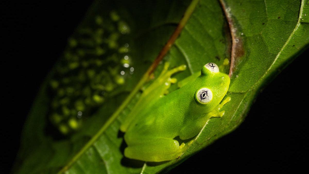 Frog Tamron 90mm F2.8 Di III VXD Macro Lens