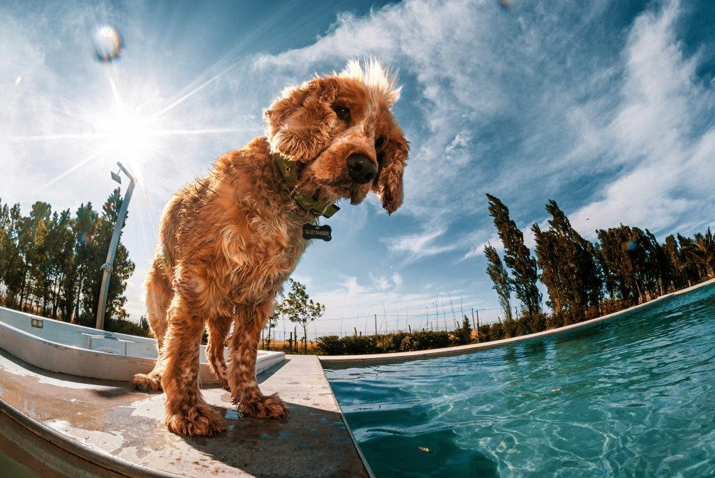 fisheye photo of a dog by the pool captured by a specialized lens