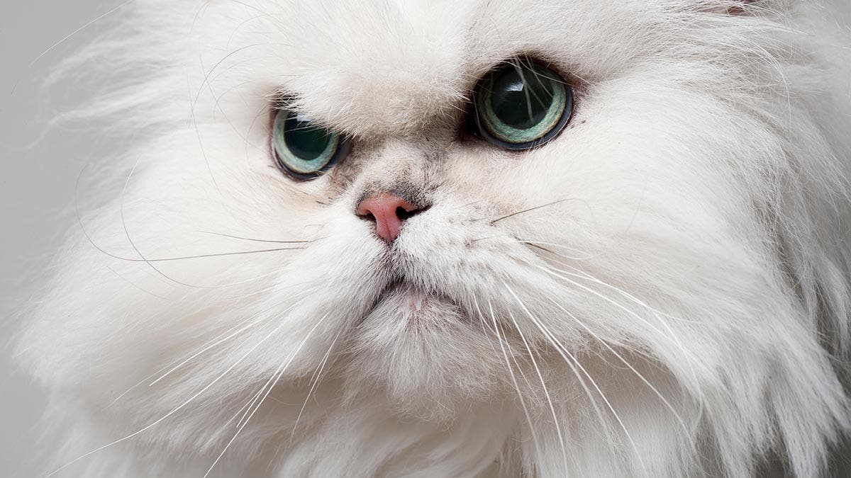 This cat likes luxury gifts