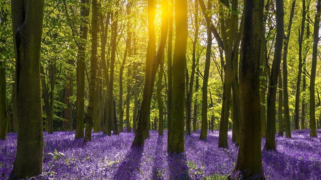 The sun illuminates a carpet of blue and purple bluebells deep in woodland in Oxfordshire
