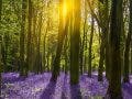 The sun illuminates a carpet of blue and purple bluebells deep in woodland in Oxfordshire