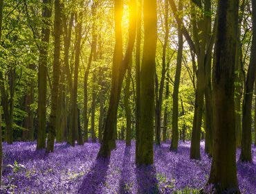 Forest photography tips