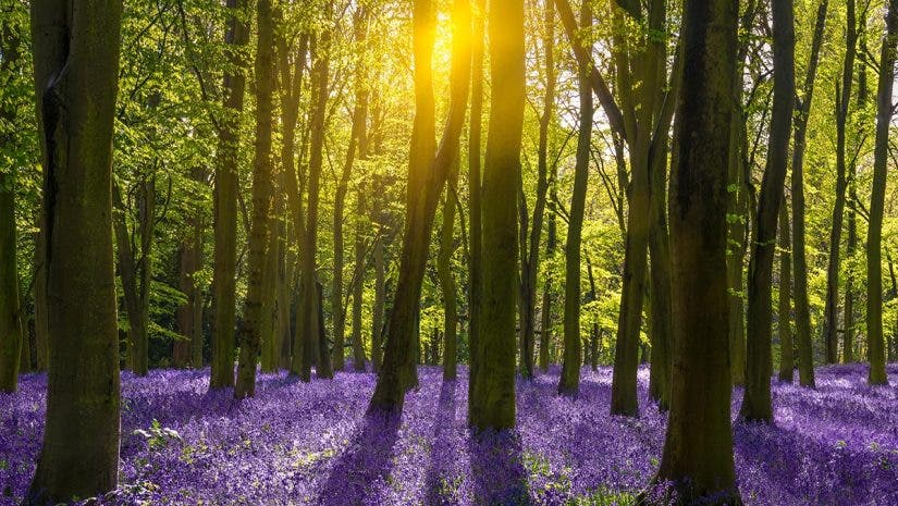 Forest photography tips