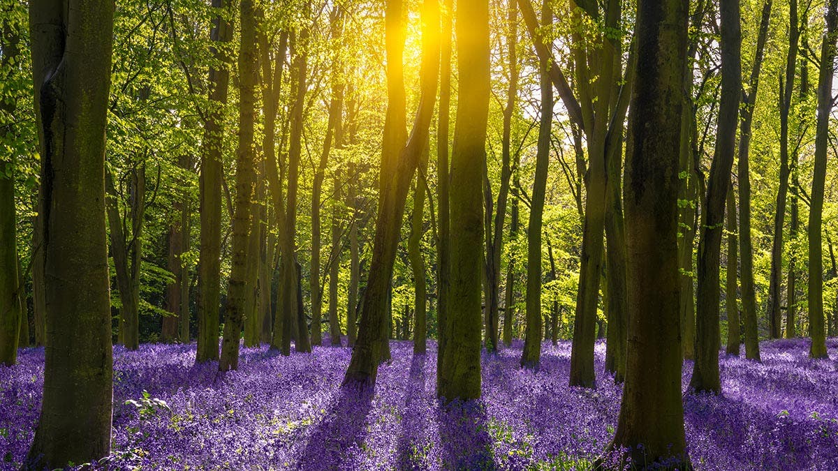 Forest photography tips