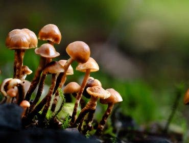 Macro photography round up